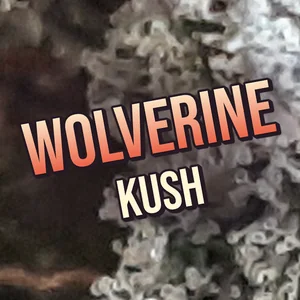 Wolverine Kush Cannabis Strain