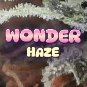 Wonder Haze Cannabis Strain