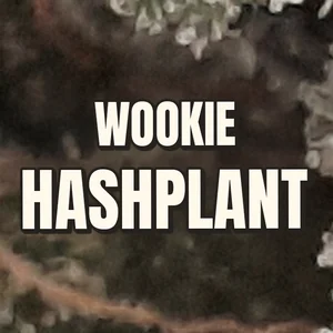 Wookie Hashplant Cannabis Strain