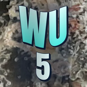 Wu 5 Cannabis Strain