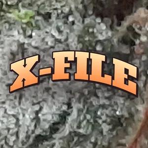 X-File Cannabis Strain
