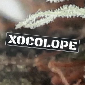 Xocolope Cannabis Strain