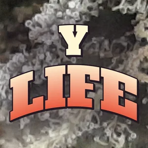 Y Life Cannabis Strain