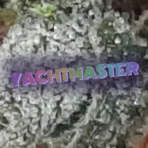 Yachtmaster Cannabis Strain