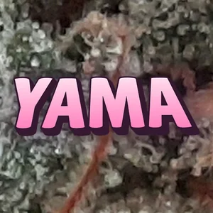 Yama Cannabis Strain