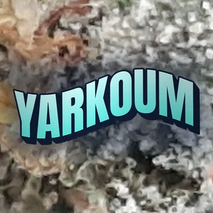 Yarkoum Cannabis Strain