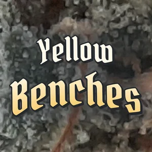 Yellow Benches Cannabis Strain