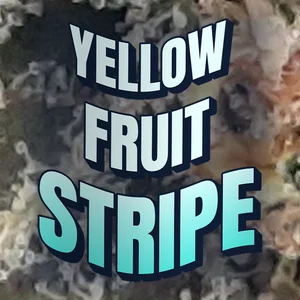Yellow Fruit Stripe Cannabis Strain