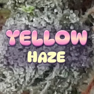 Yellow Haze Cannabis Strain