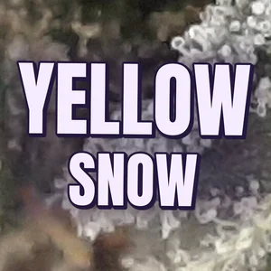 Yellow Snow Cannabis Strain