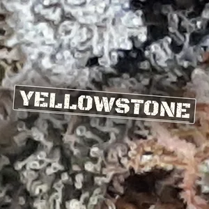 Yellowstone Cannabis Strain