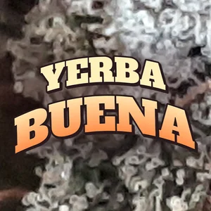 Yerba Buena Cannabis Strain