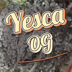 Yesca OG Cannabis Strain