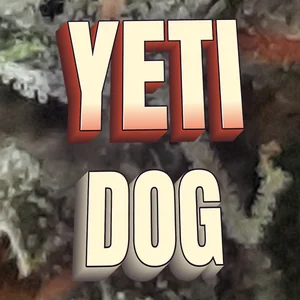 Yeti Dog Cannabis Strain