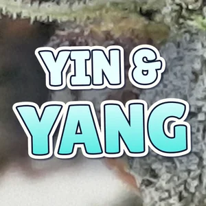 Yin & Yang Cannabis Strain