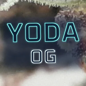 Yoda OG Cannabis Strain