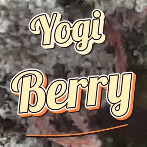 Yogi Berry Cannabis Strain