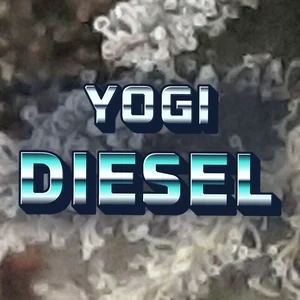 Yogi Diesel Cannabis Strain