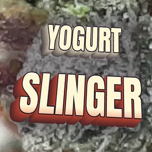 Yogurt Slinger Cannabis Strain