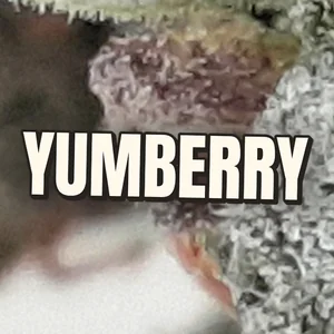Yumberry Cannabis Strain