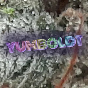 Yumboldt Cannabis Strain