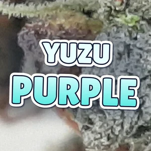 Yuzu Purple Cannabis Strain