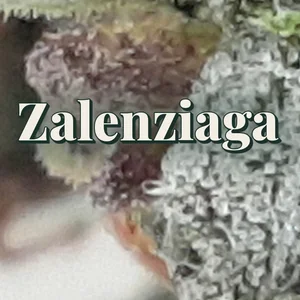 Zalenziaga Cannabis Strain