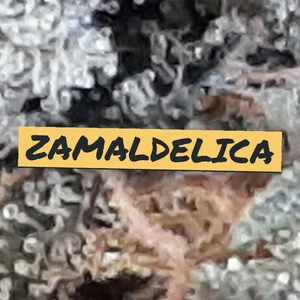 Zamaldelica Cannabis Strain