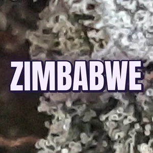 Zimbabwe Cannabis Strain