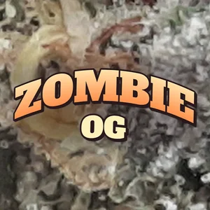 Zombie OG Cannabis Strain