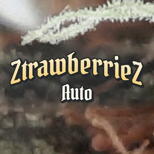 ZtrawberrieZ Auto Cannabis Strain